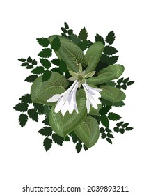 Vector drawing of hosta plant. Can be used for print, be a poster.