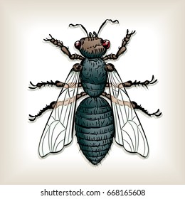 Vector drawing of a / House Fly / Easy to edit layers and groups no meshes or weird effects used. Easy to edit and isolate object 