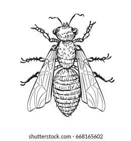 Vector drawing of a / House Fly Line art / Easy to edit layers and groups no meshes or weird effects used. Easy to colourize and isolate object 
