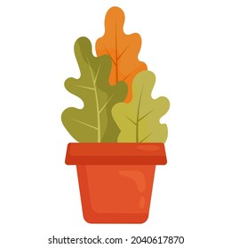 Vector drawing of a house plant in a pot isolated on a white background. Large-leaved house plant in flat style. Bright potted plant