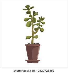 vector drawing house plant in pot, money tree, Crassula ovata, succulent isolated at white background, hand drawn illustration