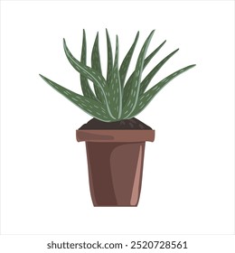 vector drawing house plant in pot, Haworthia succulent isolated at white background, hand drawn illustration