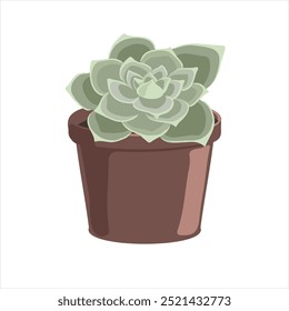 vector drawing house plant in pot, Echeveria plant, succulent isolated at white background, hand drawn illustration