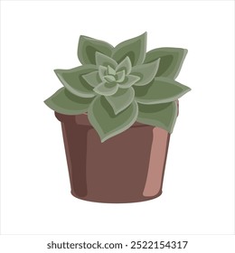 vector drawing house plant in pot, Echeveria plant, succulent isolated at white background, hand drawn illustration