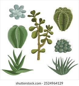 vector drawing house plants, succulents isolated at white background, hand drawn illustration