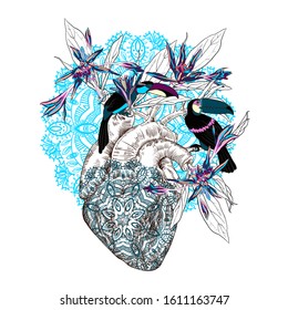 vector drawing Human anatomical heart with flowers drawing Human anatomical heart with flowers and two toucan birds