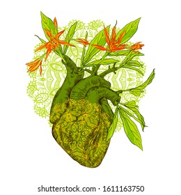 vector drawing Human anatomical heart with flowers drawing Human anatomical heart with flowers and two toucan birds