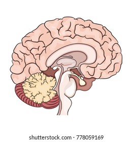 Vector drawing of a / Human Brain / Easy to edit objects and layers, no weird effects used