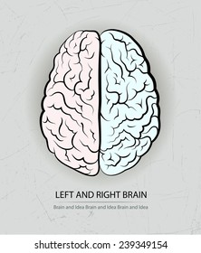 Vector drawing of human brain for medical design.