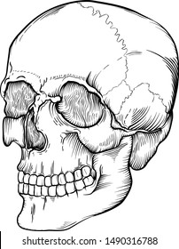 Vector drawing of a Human skull line art. Easy to edit strokes and lines. add color with background shape objects if you want.  No effects or meshes used