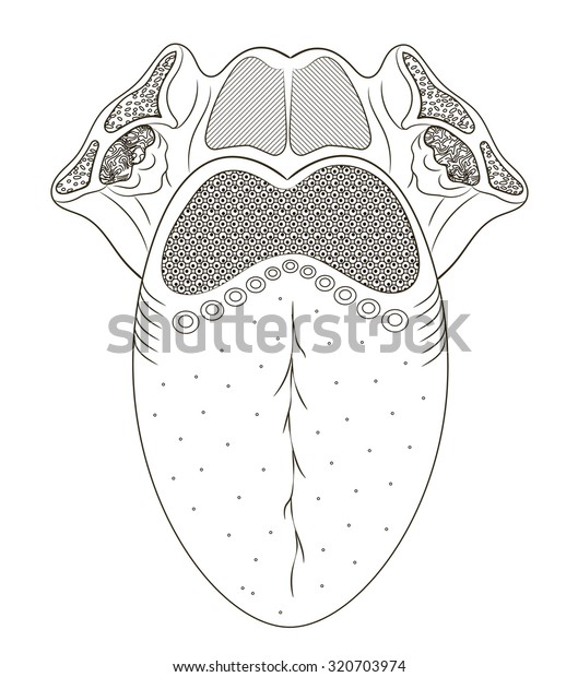 Vector Drawing Human Tongue Stock Vector (Royalty Free) 320703974