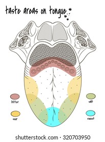 Vector Drawing Of The Human Tongue Taste Zones