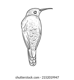 vector drawing humminhbird, hand drawn illustration of tropical bird