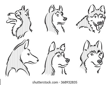 vector drawing Husky dog