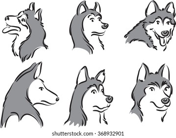 vector drawing Husky dog