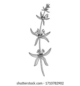 vector drawing hyssop,Hyssopus officinalis , hand drawn illustration