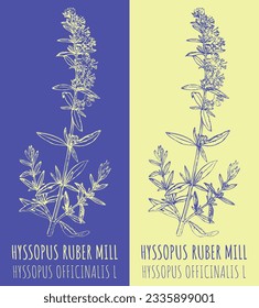 Vector drawing HYSSOPUS RUBER . Hand drawn illustration. The Latin name is HYSSOPUS OFFICINALIS L