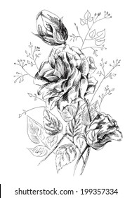 Vector Drawing illustration of a beautiful abstract roses flowers. Roses flowers on a white background