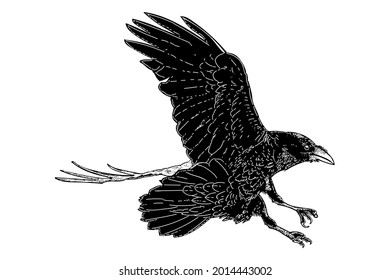 vector drawing illustration black raven bird