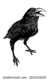 Vector Drawing Illustration Black Raven Bird