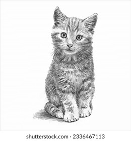 Vector drawing and illustration of a cat
