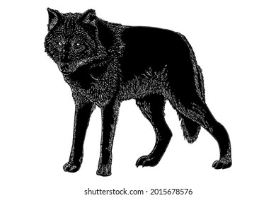 vector drawing illustration grey wolf
