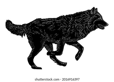 Vector Drawing Illustration Grey Wolf Running In Black White Scratch Style