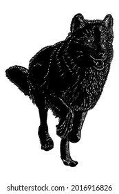 vector drawing illustration grey wolf running in black white scratch style