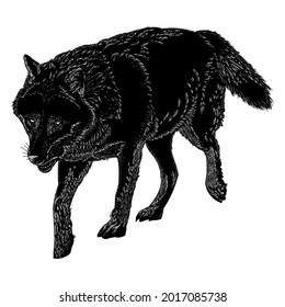 vector drawing illustration grey wolf walking in black and white scratch style