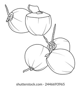 Dibujo de Vector Ilustración Dibujado a mano boceto de tinta de coco joven Fruta, medio pelado, todo y corte de arte de línea, Para los niños para colorear libro.contorno Vector doodle ilustración
