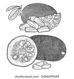 Vector drawing Illustration Hand drawn ink sketch of Jackfruit, Half Peeled, whole and sliced line art isolated on white background.  For kids coloring book.outline vector doodle illustration