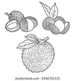 Vector drawing Illustration Hand drawn ink sketch of Lychee Fruit, Half Peeled, whole and sliced line art isolated on white background.  For kids coloring book.outline vector doodle illustration