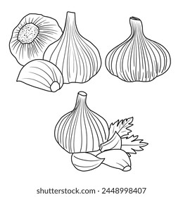 Vector drawing Illustration Hand drawn ink sketch of Garlic, Peeled and whole line art isolated on white background. Education and school kids coloring page, printable, activity, worksheet, flashcard.