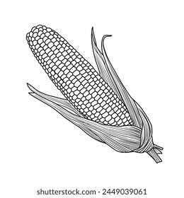 Vector drawing Illustration Hand drawn ink sketch of Maize or corn, Half Peeled line art isolated on white background. Education and school kids coloring page, printable, activity flashcard.