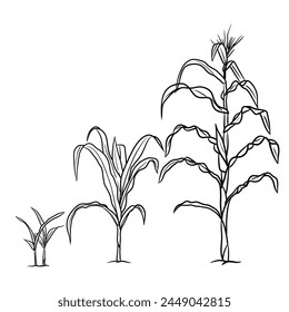 Vector drawing Illustration Hand drawn ink sketch of maize cobs of sweetcorn with husk and leaf growing plant line art isolated on white background,  Education and school kids coloring page