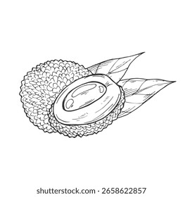 Vector drawing Illustration Hand drawn ink sketch of Lychee Fruit, Half Peeled, whole and sliced line art isolated on white background.