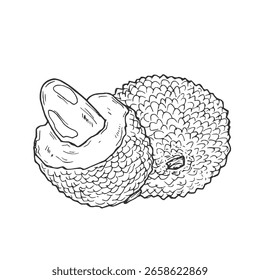 Vector drawing Illustration Hand drawn ink sketch of Lychee Fruit, Half Peeled, whole and sliced line art isolated on white background.