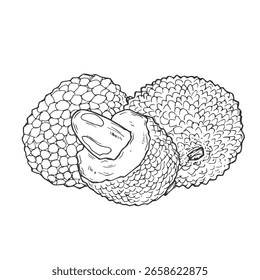 Dibujo de Vector Ilustración Dibujado a mano boceto de tinta de Lychee Fruit, medio pelado, arte de línea entera y cortada aislada sobre fondo blanco.