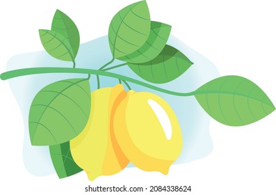 Ilustración vectorial de limones en una rama. Lemones en una rama con hojas