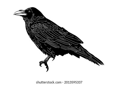 vector drawing illustration raven bird