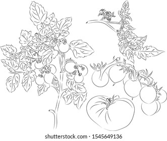 Vector drawing imitating a pencil sketch. Image of tomato plant, fruits and tomato's flowers.