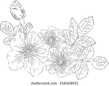 Vector  drawing imitating a pencil sketch. Image of a blooming rose hip with leaves and bud.