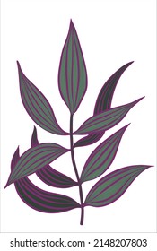 Vector drawing inchplant, Tradescantia zebrina, hand drawn illustration of medicinal plant