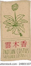 Vector drawing INDIAN COSTUS  in Chinese. Hand drawn illustration. The Latin name is SAUSSUREA COSTUS F L.
