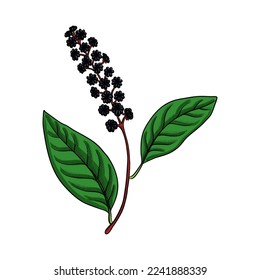 dibujo vectorial de almidonas indias , Phytolacca acinosa, planta alucinógena, hierba de la medicina china tradicional, ilustración de mano