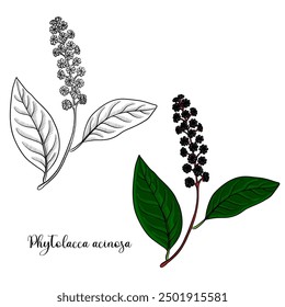 Dibujo de Vector Indian pokeweed, Phytolacca acinosa, planta alucinógena, hierba de la medicina tradicional china, ilustración dibujada a mano