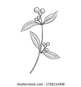 vector drawing indian sandalwood, Santalum album , hand drawn illustration of medicinal plant