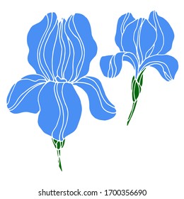 Vector drawing of iris flowers. Nature. Sketch, illustration.