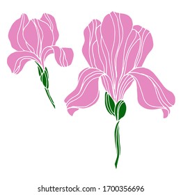 Vector drawing of iris flowers. Nature. Sketch, illustration.