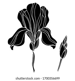 Vector drawing of iris flowers. Nature. Sketch, illustration.